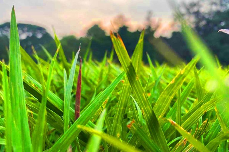 Ce gazon kikuyu, 50% moins gourmand en eau, résiste aux canicules et promet des jardins verdoyants même en plein désert