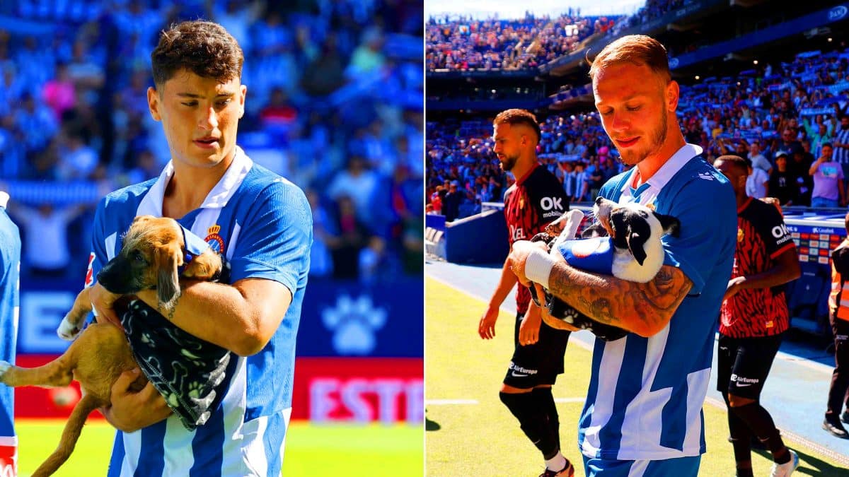 Les joueurs du RCD Espanyol transforment le terrain en refuge : 11 chiens abandonnés en quête d&rsquo;un foyer sous les projecteurs